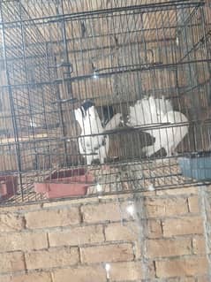 pigeon for sale 03042499638 0