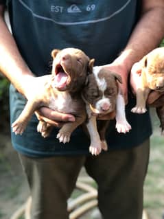 Exceptional Quality Pitbull Pups Avb For Quality Seekers