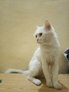 Persian cat /white Persian cat for sale / male cat