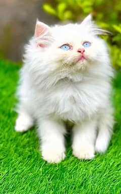 persian kitten cat 0