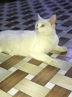 pershion cat female