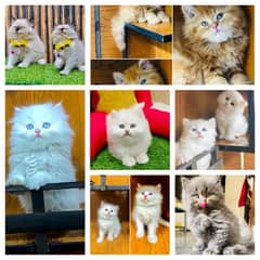 Persian kittens punch face triple coated available for sale