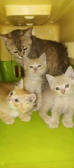 pershiancat|pershiankitten | doll face kitten | triple & double coated