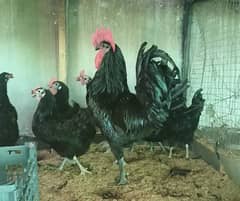 Austrolorp Dasi Hen Ayam Cemani eggs chicks young breeders available