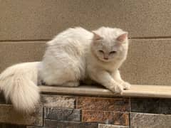 6 Month Age Pure Persian Blue Eyes Tripple Coat + liter Train For Sale