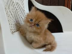 Beautiful punch face Persian kitten(so active and play full kitten)