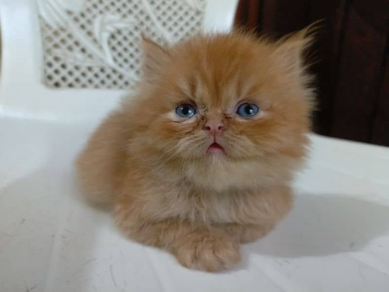 Beautiful punch face Persian kitten(so active and play full kitten) 1