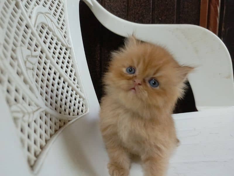 Beautiful punch face Persian kitten(so active and play full kitten) 2