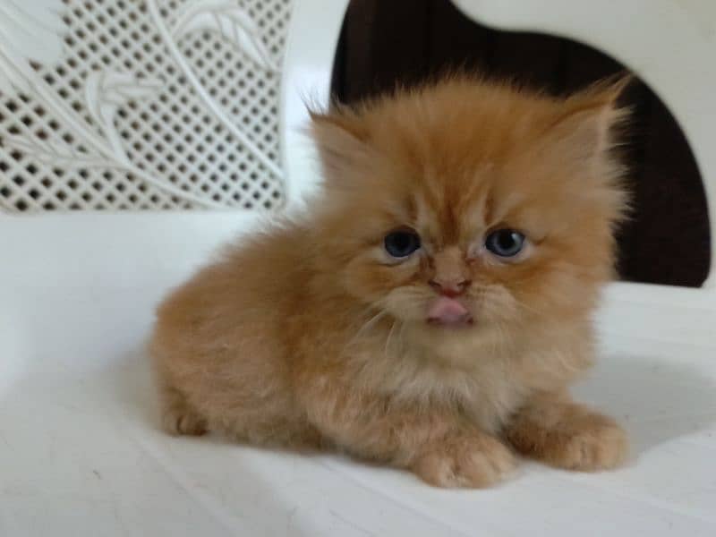 Beautiful punch face Persian kitten(so active and play full kitten) 3