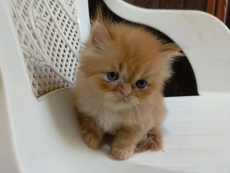 Beautiful punch face Persian kitten(so active and play full kitten) 4