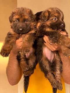 Long Coat GSD male puppy & female puppy 0
