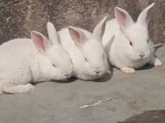 New Zealand white bunnies and adult for sale
