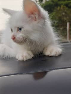 Persian kitten
Pure white
Oud3 eyes