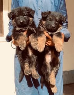 German shepherd puppies pedigree being maintained by Army Officer