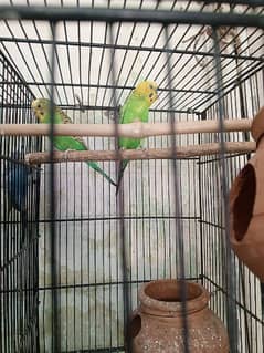 parrots for sale