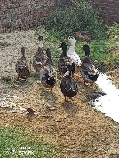 ducks 0