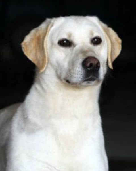 title 
American Female Breeder Labrador + British Male Breeder Labr 0