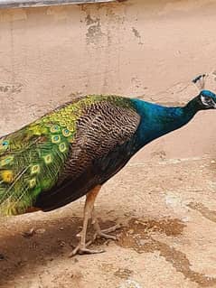 peacock pair