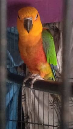 sunconure