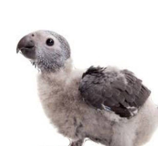 African Gray parrot 1