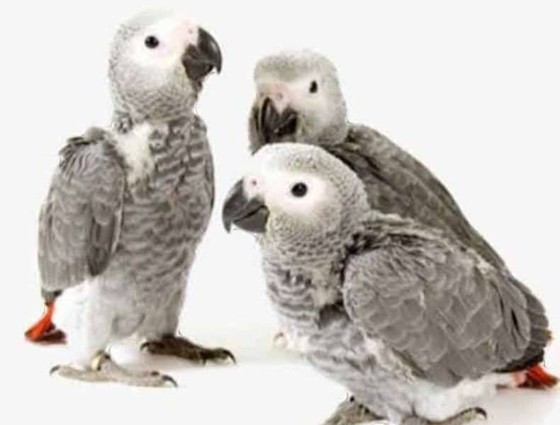 African Gray parrot 4