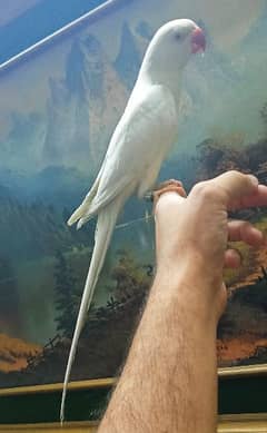 Hand Tamed and talking White RingNeck red eyes