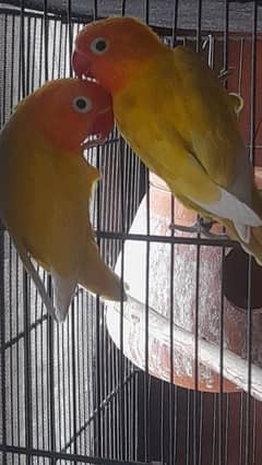 Yellow Pasnata & Common Lutino Parrot Pairs for Sale