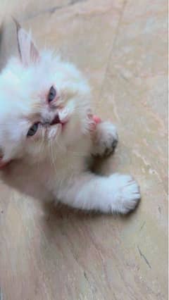 Persian Female Tripple Coated Kitten (45 Days old)