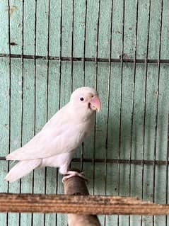 albino red eyes for sale