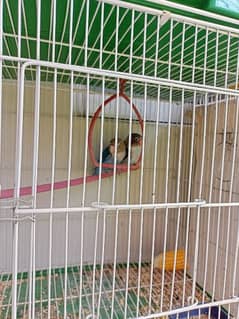 love bird and Australian with cage