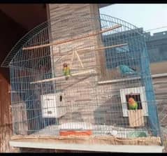1 Pair and 1 single total 3 Love birds with cage. (urgent sell)