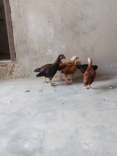 pure Desi Aseel chicks for sale healthy and active 0