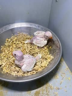 white ringneck chicks 0