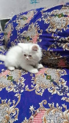 Persian kittens 0