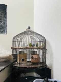 Perrots for sale