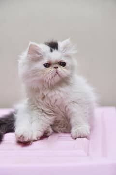 Cat for Sale| Persian Kitten | Picky  Face Kitten | Long Coated 0
