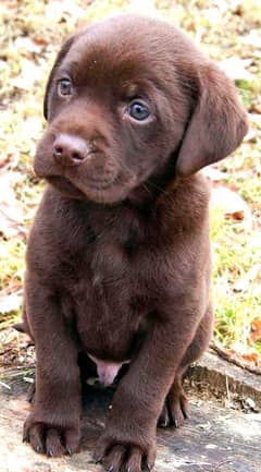 dog | British Labrador puppy | labra Dog | Labrador | dog for sale 0