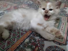triple coated Persian kitten for urgent sale