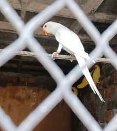 White, Yellow ringneck