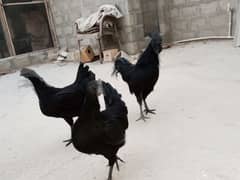 Ayam cemani trio 0