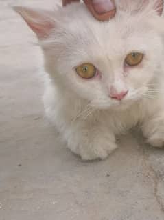persion cat  for sale