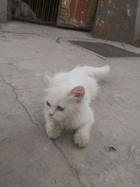 persion cat  for sale 2