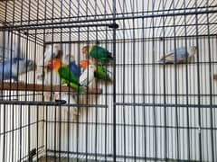 love birds, hogoromo double flower and gray java breeder pairs