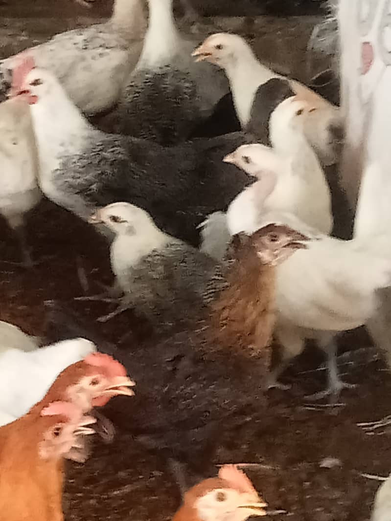 Desi hens in Jhelum vicinited for sale 5