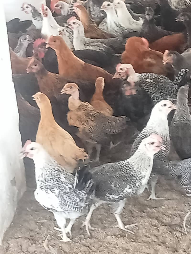 Desi hens in Jhelum vicinited for sale 6