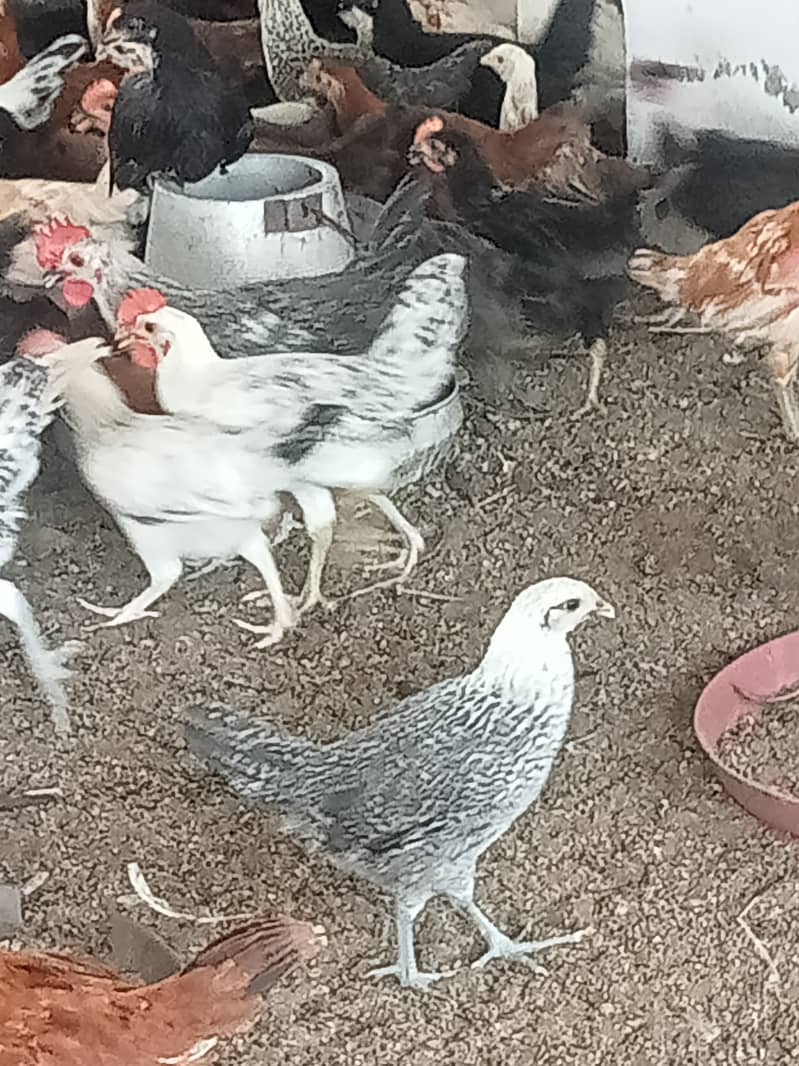 Desi hens in Jhelum vicinited for sale 7