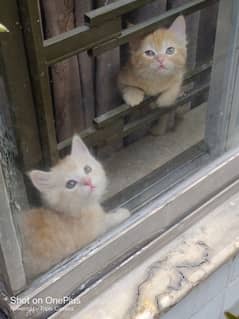 Short coat Persian kittens