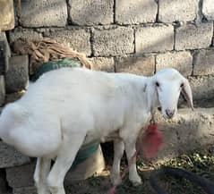 sheep | Goat | chatra | white  dumba |dumba for sale 0