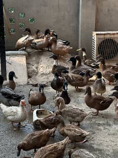 ducks / for sale / low rate / batakh