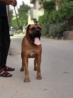 BULLMASTIFF